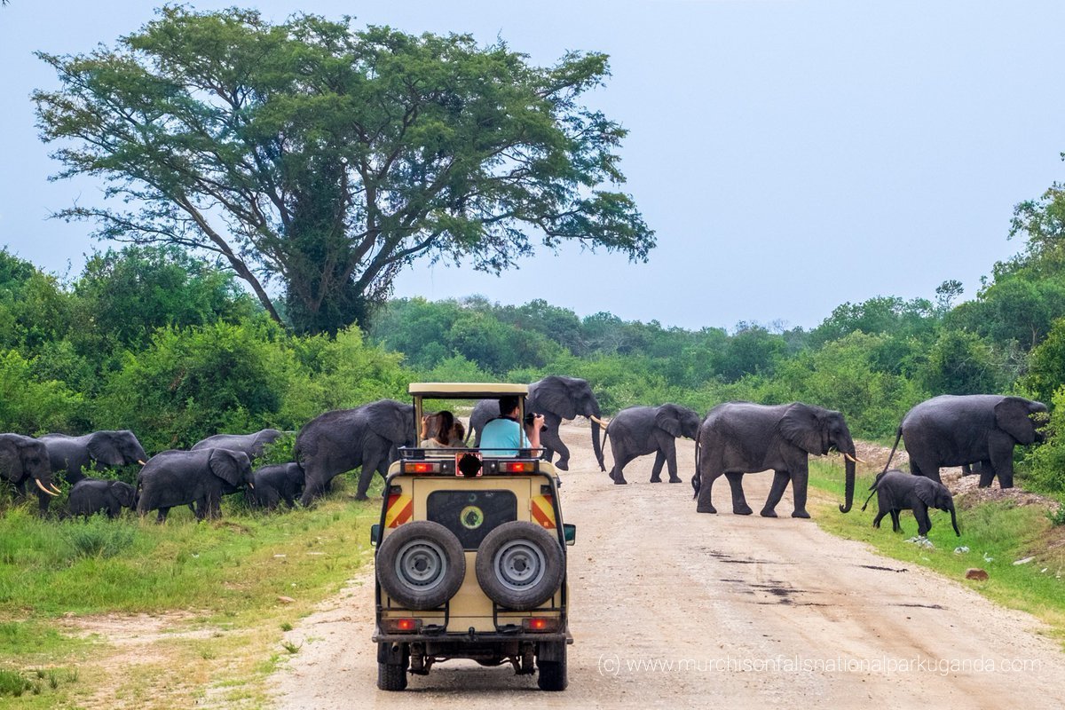 Wildlife safari adventure in Uganda national park
