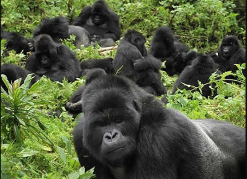 Gorilla trekking adventure in Uganda

